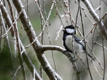 Japanese Tit 立田山 Thu, 3/21/2024