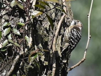 Japanese Pygmy Woodpecker 立田山 Thu, 3/21/2024