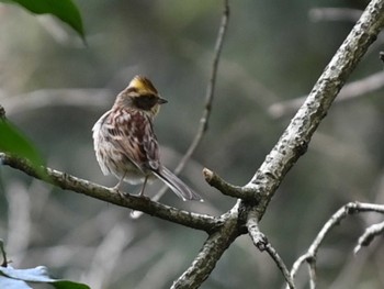 2024年3月21日(木) 立田山の野鳥観察記録