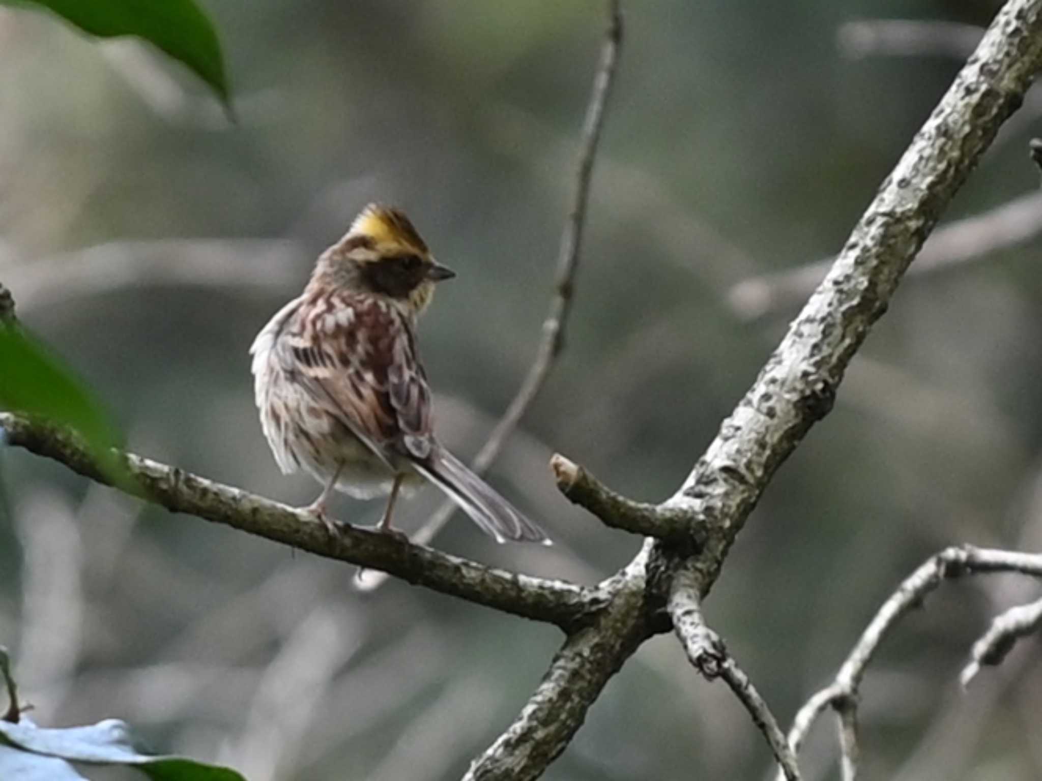 Yellow-throated Bunting