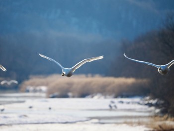 Whooper Swan Otohabashi Sun, 2/25/2024