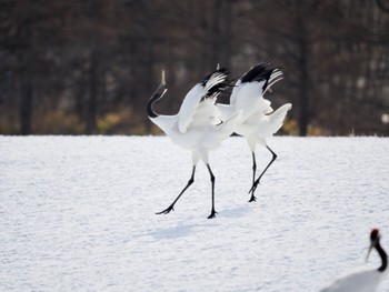 Red-crowned Crane 鶴居・伊藤タンチョウサンクチュアリ Sun, 2/25/2024