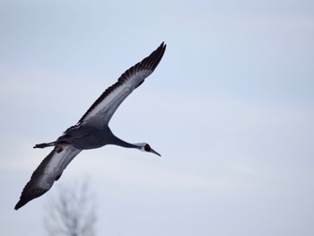 White-naped Crane 鶴居・伊藤タンチョウサンクチュアリ Sun, 2/25/2024