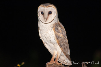 Eastern Barn Owl オーストラリア・アサートン周辺 Unknown Date