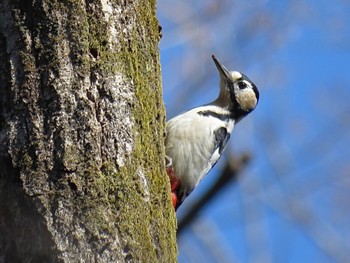 Great Spotted Woodpecker 狭山丘陵 Thu, 3/21/2024