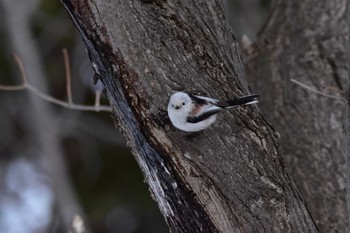 Unknown Species 東区近郊 Thu, 3/21/2024