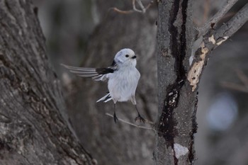 Long-tailed tit(japonicus) 東区近郊 Thu, 3/21/2024