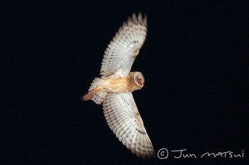 Eastern Grass Owl オーストラリア・アサートン周辺 Unknown Date