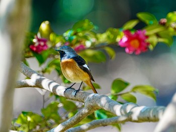 Daurian Redstart 柏市近郊 Wed, 3/20/2024