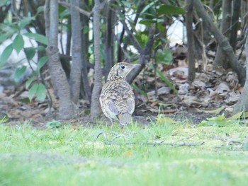 トラツグミ 弁天池公園(大阪府門真市) 2024年3月21日(木)