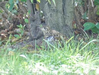 トラツグミ 弁天池公園(大阪府門真市) 2024年3月21日(木)