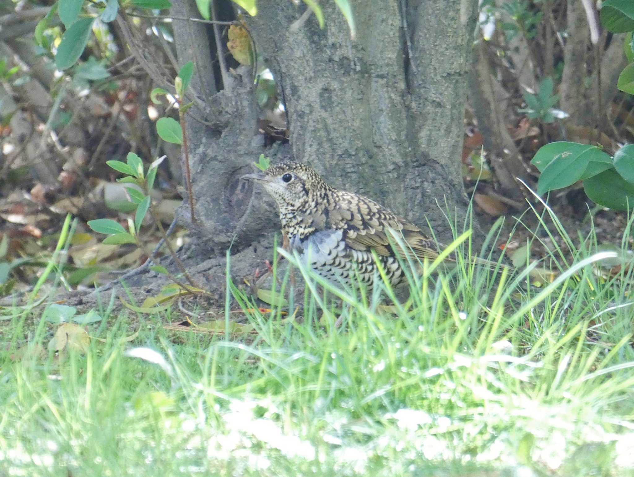 トラツグミ