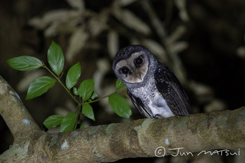 Lesser Sooty Owl