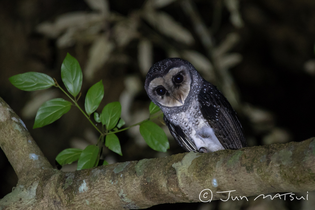 Photo of Lesser Sooty Owl at オーストラリア・ヤンガバラ周辺 by Jun Matsui