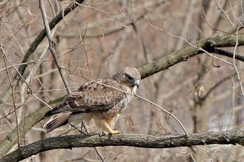 2024年3月20日(水) 檜峰神社参道の野鳥観察記録