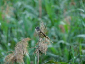 Yellow-bellied Prinia 香港,南水圍 Tue, 3/5/2024