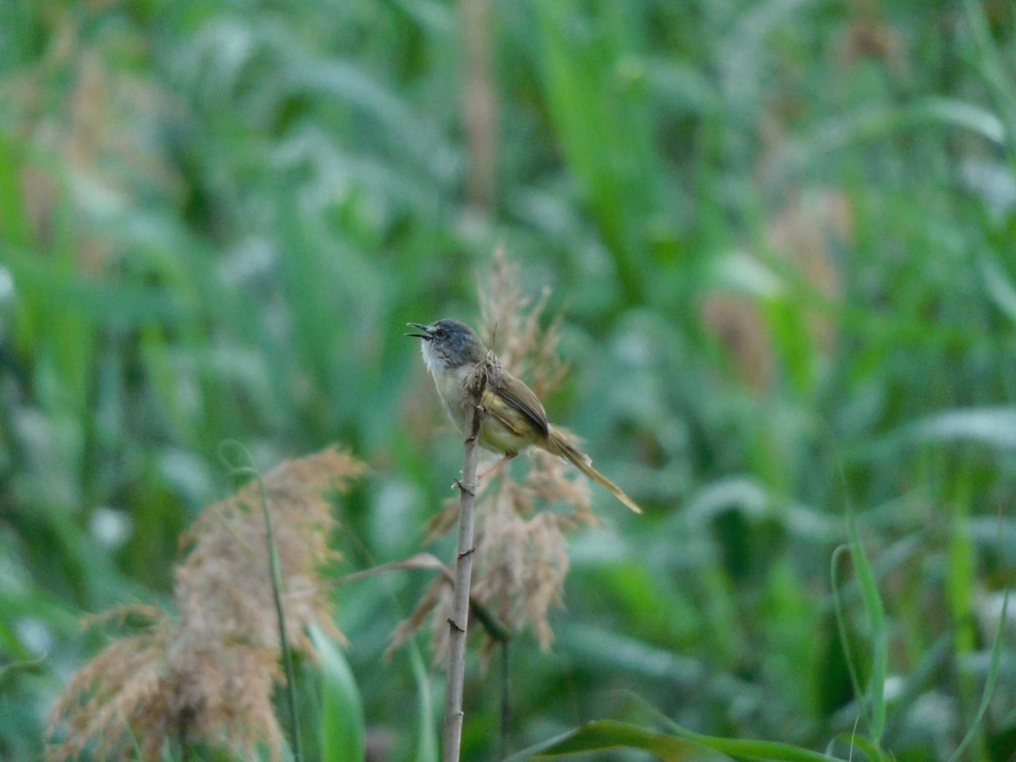 Photo of Yellow-bellied Prinia at 香港,南水圍 by mkmole