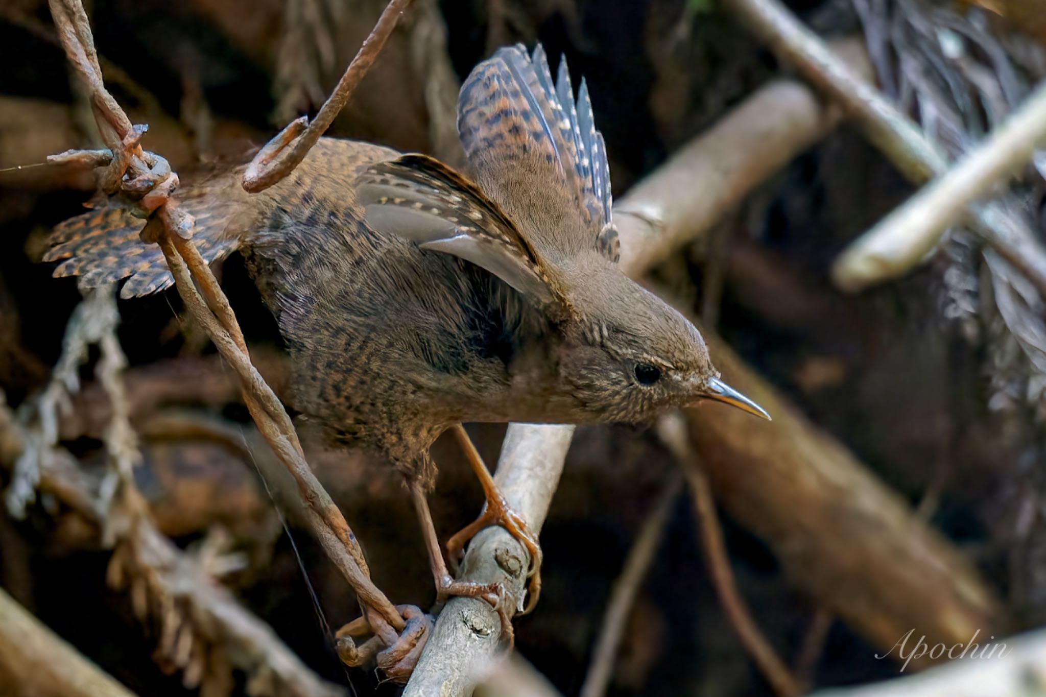 Photo of Eurasian Wren at 日向渓谷 by アポちん