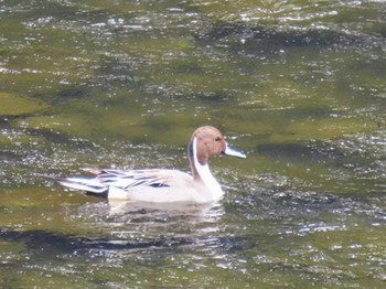 Northern Pintail 武田尾 Wed, 3/20/2024