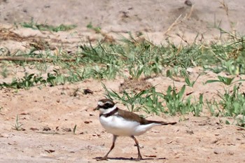 Common Ringed Plover ウガンダ Thu, 3/14/2024