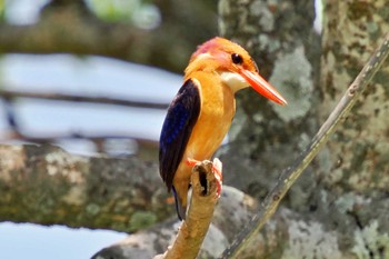 African Pygmy Kingfisher ウガンダ Thu, 3/14/2024