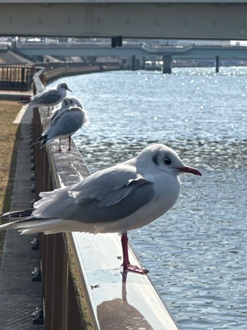 Thu, 3/21/2024 Birding report at 新中川河川敷