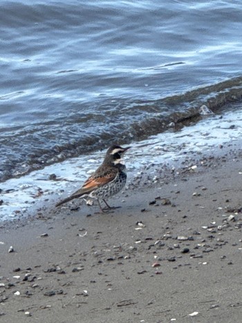 Dusky Thrush 新中川河川敷 Thu, 3/21/2024