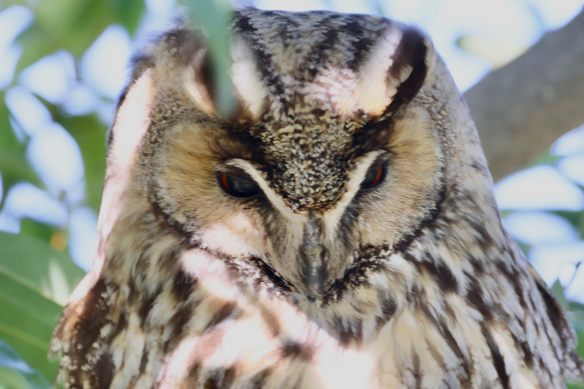 Photo of Long-eared Owl at どっかその辺 by フーさん