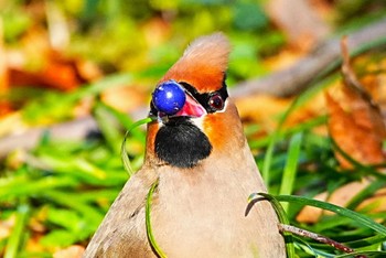 Japanese Waxwing Kitamoto Nature Observation Park Wed, 3/20/2024