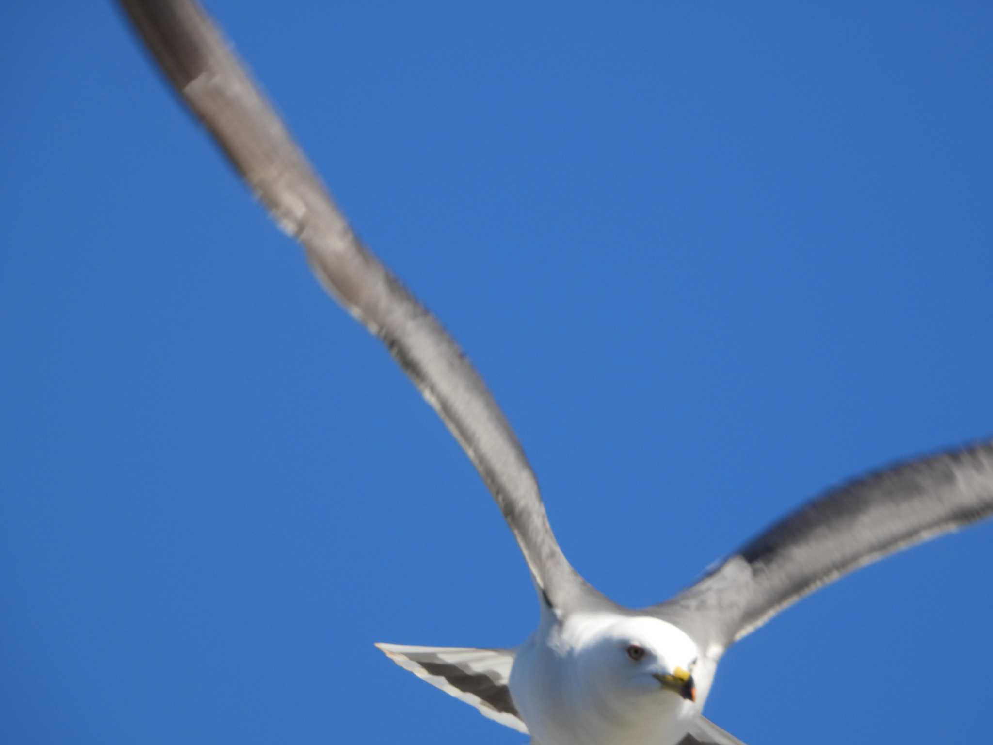 Photo of Vega Gull at 隅田川 by ときちゃん（ibis）