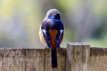 ジョウビタキ 秋ヶ瀬公園(野鳥の森) 2024年3月21日(木)