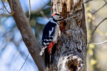 アカゲラ 秋ヶ瀬公園 こどもの森 2024年3月21日(木)