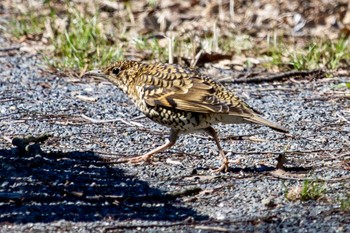 White's Thrush 秋ヶ瀬公園(ピクニックの森) Thu, 3/21/2024