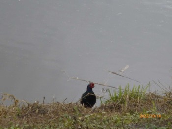 2022年10月16日(日) 美南中央公園の野鳥観察記録