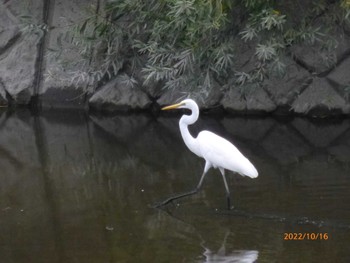 ダイサギ 美南中央公園 2022年10月16日(日)