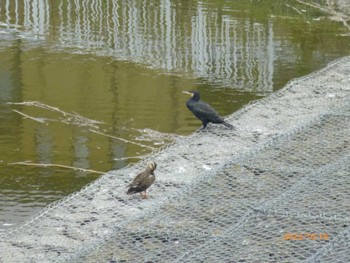 カワウ 美南中央公園 2022年10月16日(日)