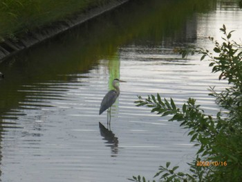 アオサギ 美南中央公園 2022年10月16日(日)