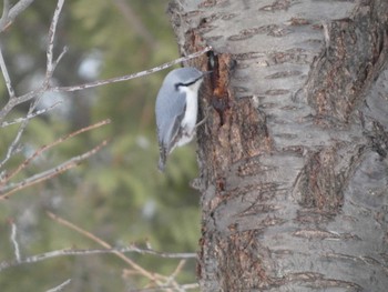 Eurasian Nuthatch(asiatica) 札幌市北区 Wed, 1/31/2024