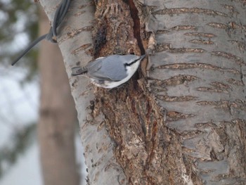 Eurasian Nuthatch(asiatica) 札幌市北区 Wed, 1/31/2024