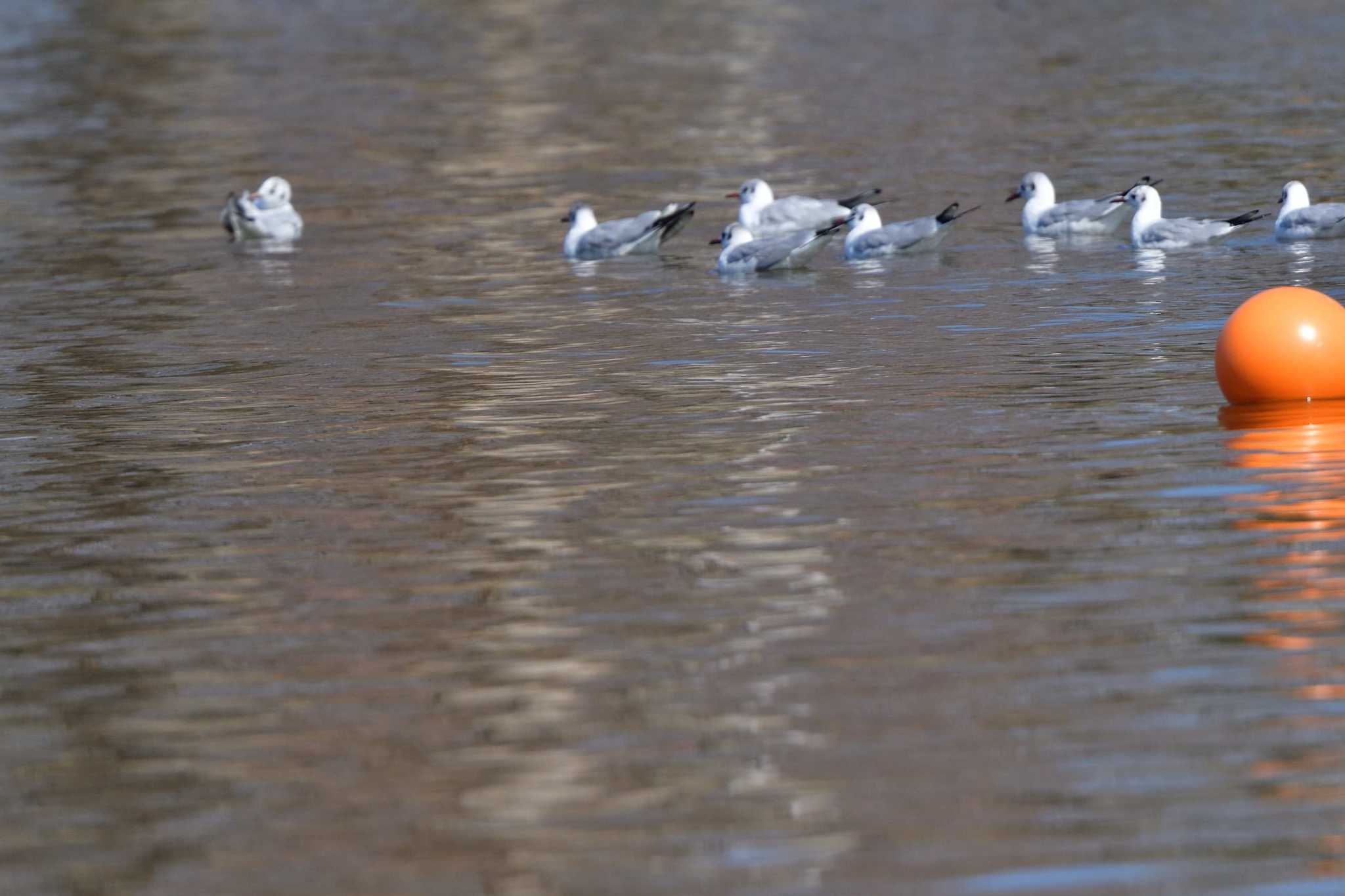 Black-headed Gull