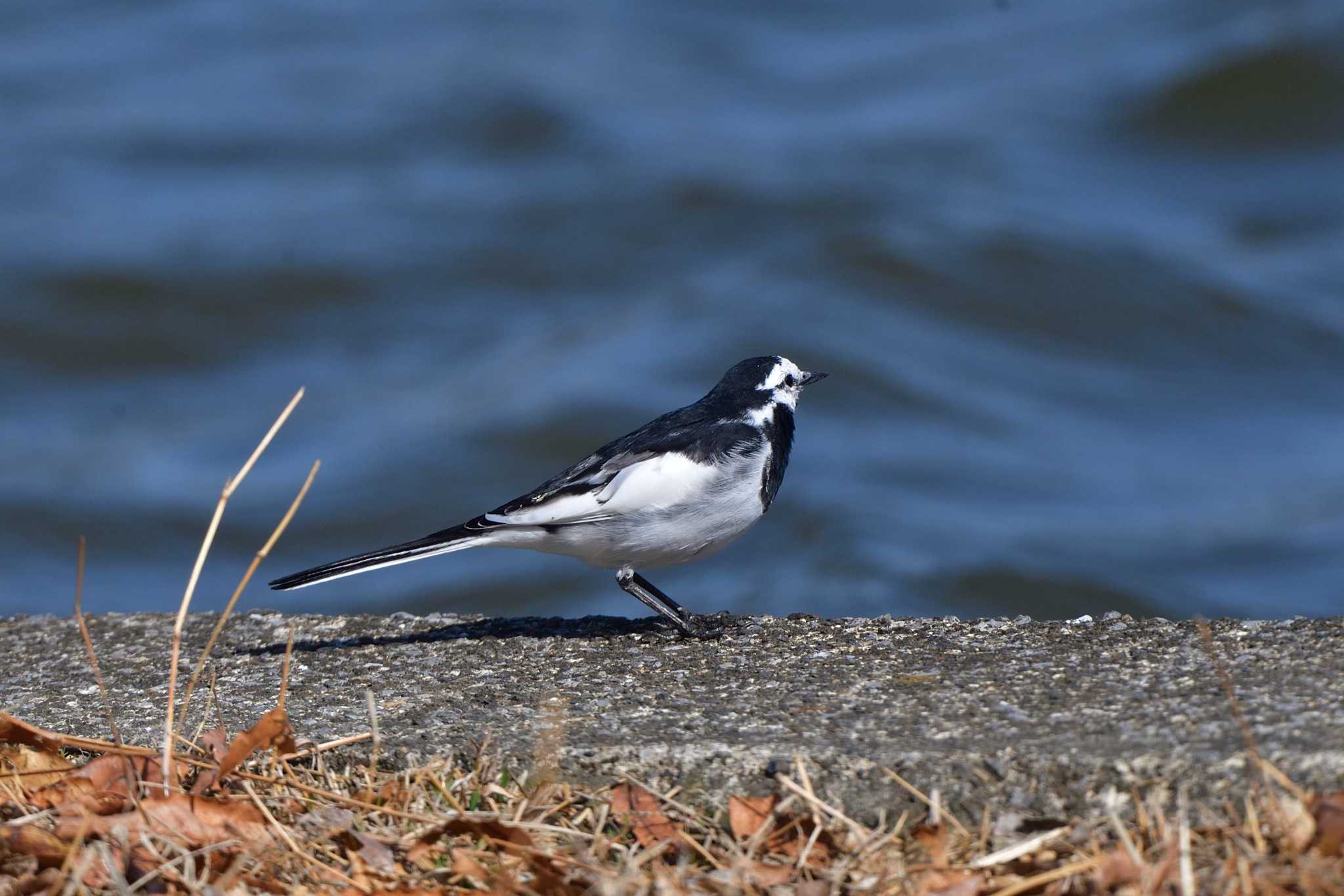 Japanese Wagtail