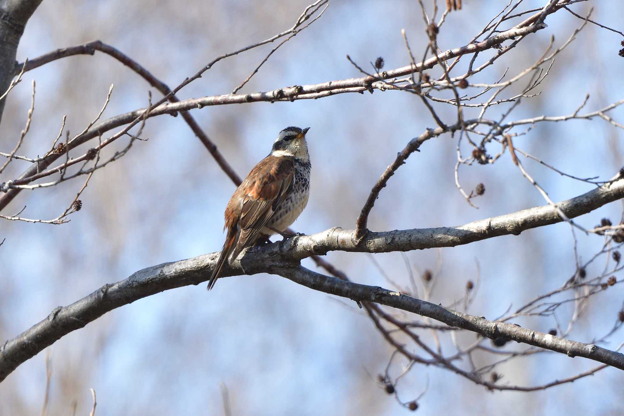 Dusky Thrush