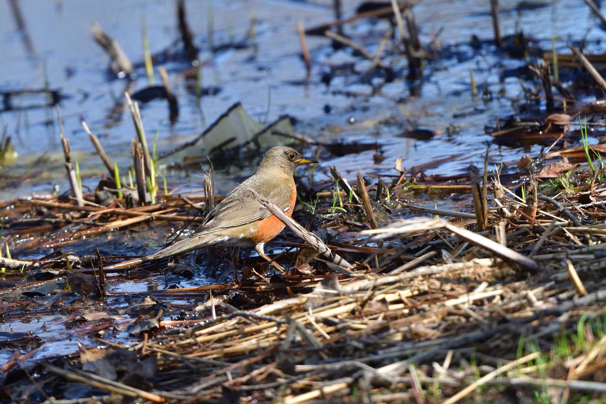 Brown-headed Thrush