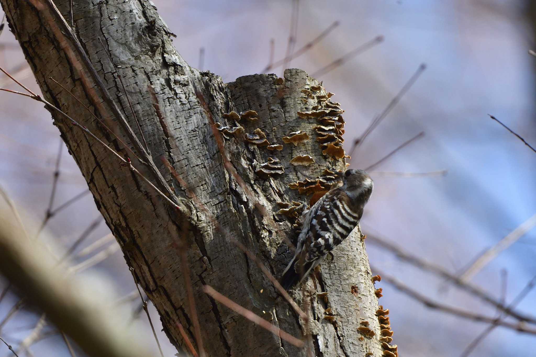 Japanese Pygmy Woodpecker