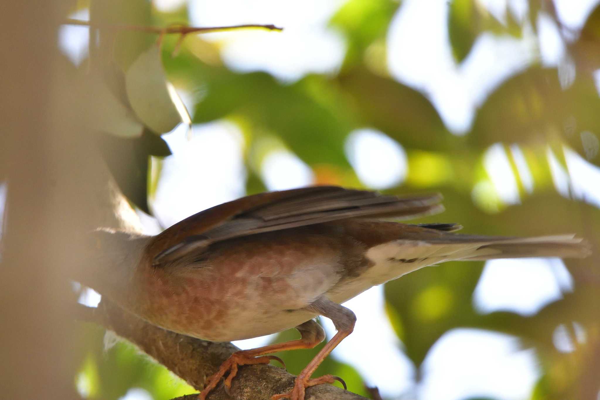 Pale Thrush