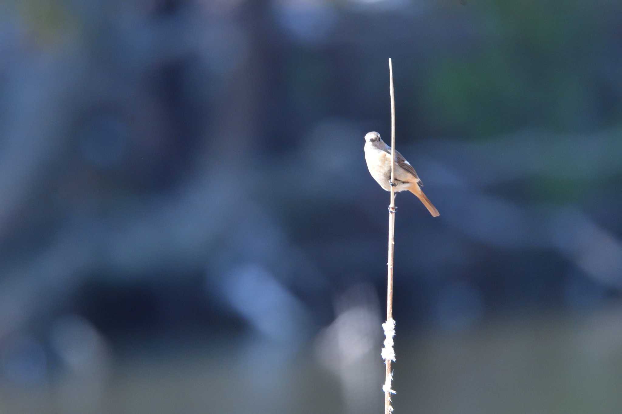 Photo of Daurian Redstart at Mizumoto Park by やなさん