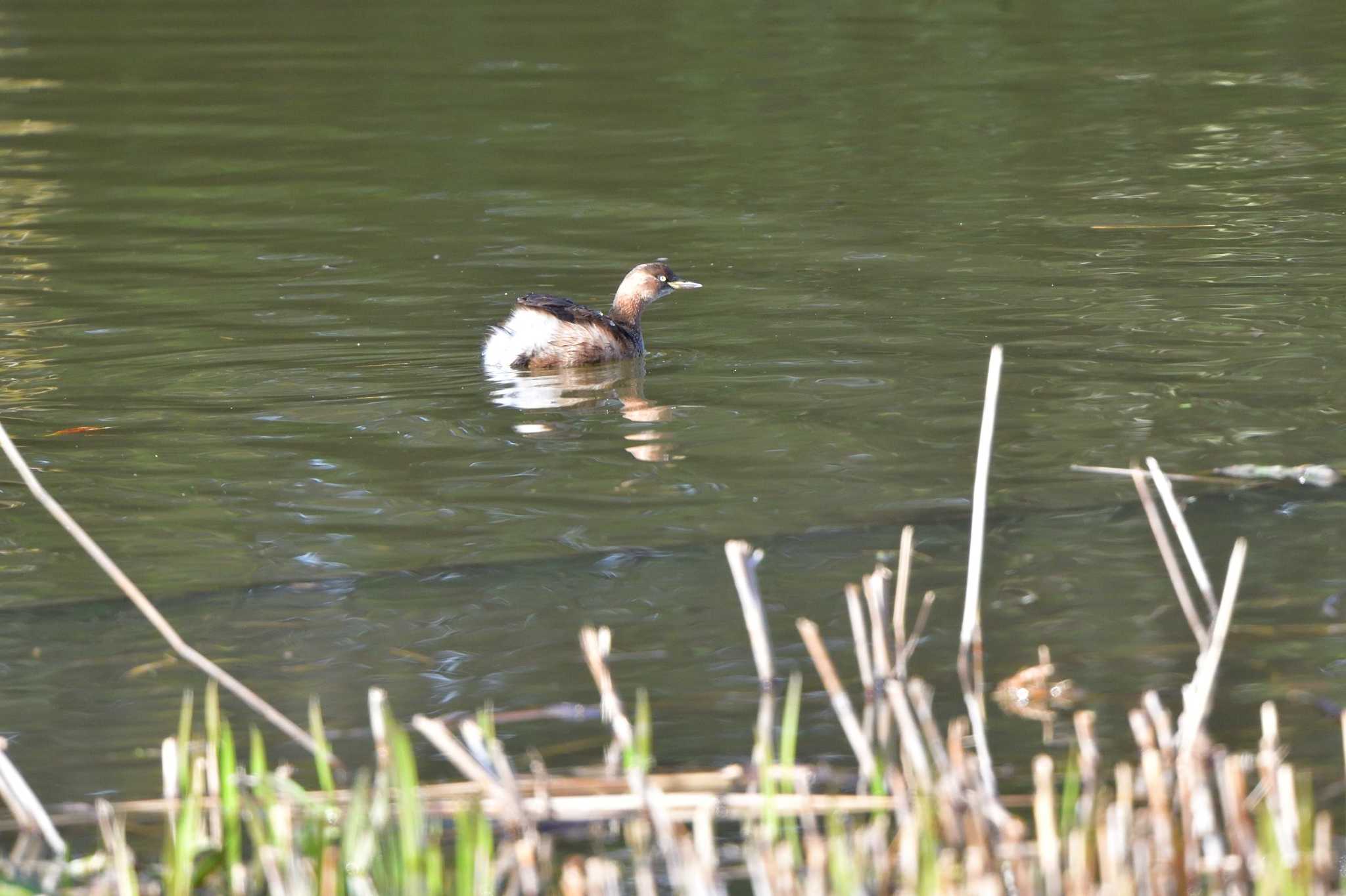 Photo of Little Grebe at Mizumoto Park by やなさん