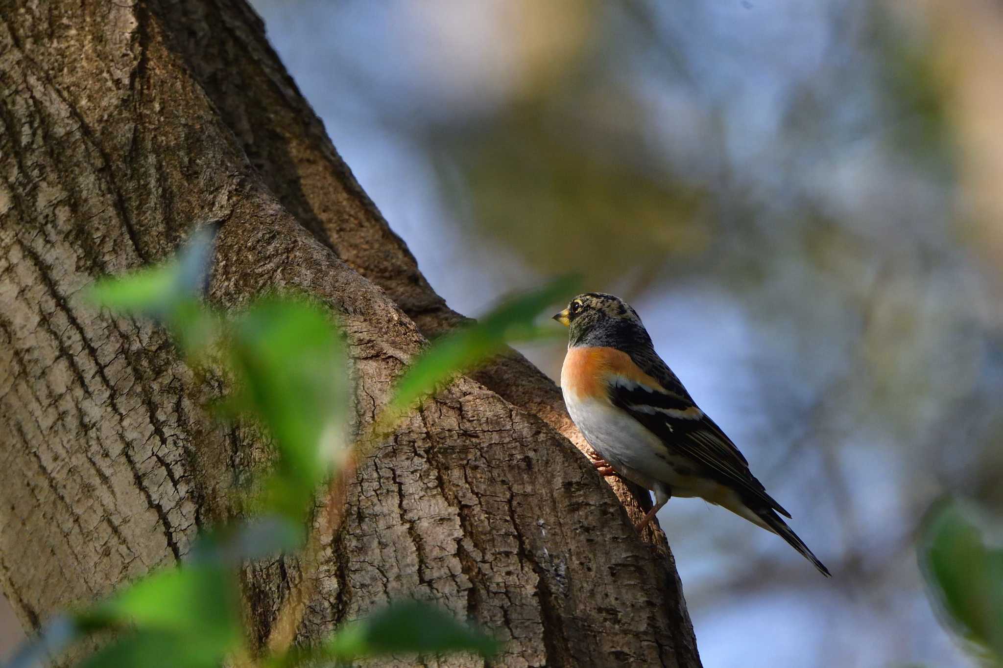 Brambling