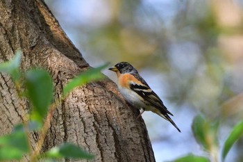 Sat, 3/16/2024 Birding report at Mizumoto Park