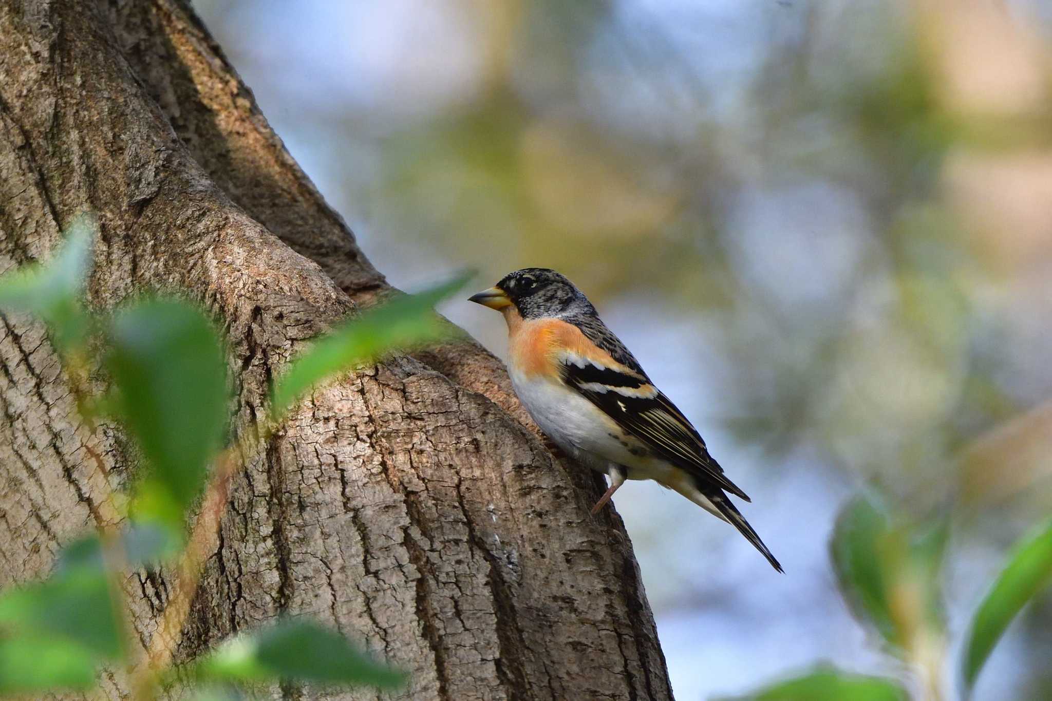 Photo of Brambling at Mizumoto Park by やなさん